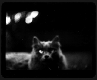 Illustration for article titled The Evil Magic Of Cats, Caught On Film